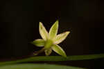 Fringed yellow star-grass